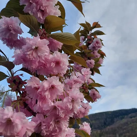 Klimorówka Apartament *