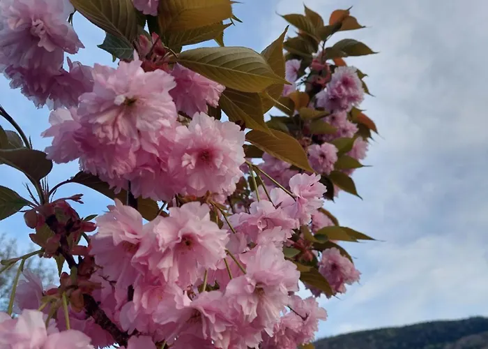 Klimorowka Apartment *